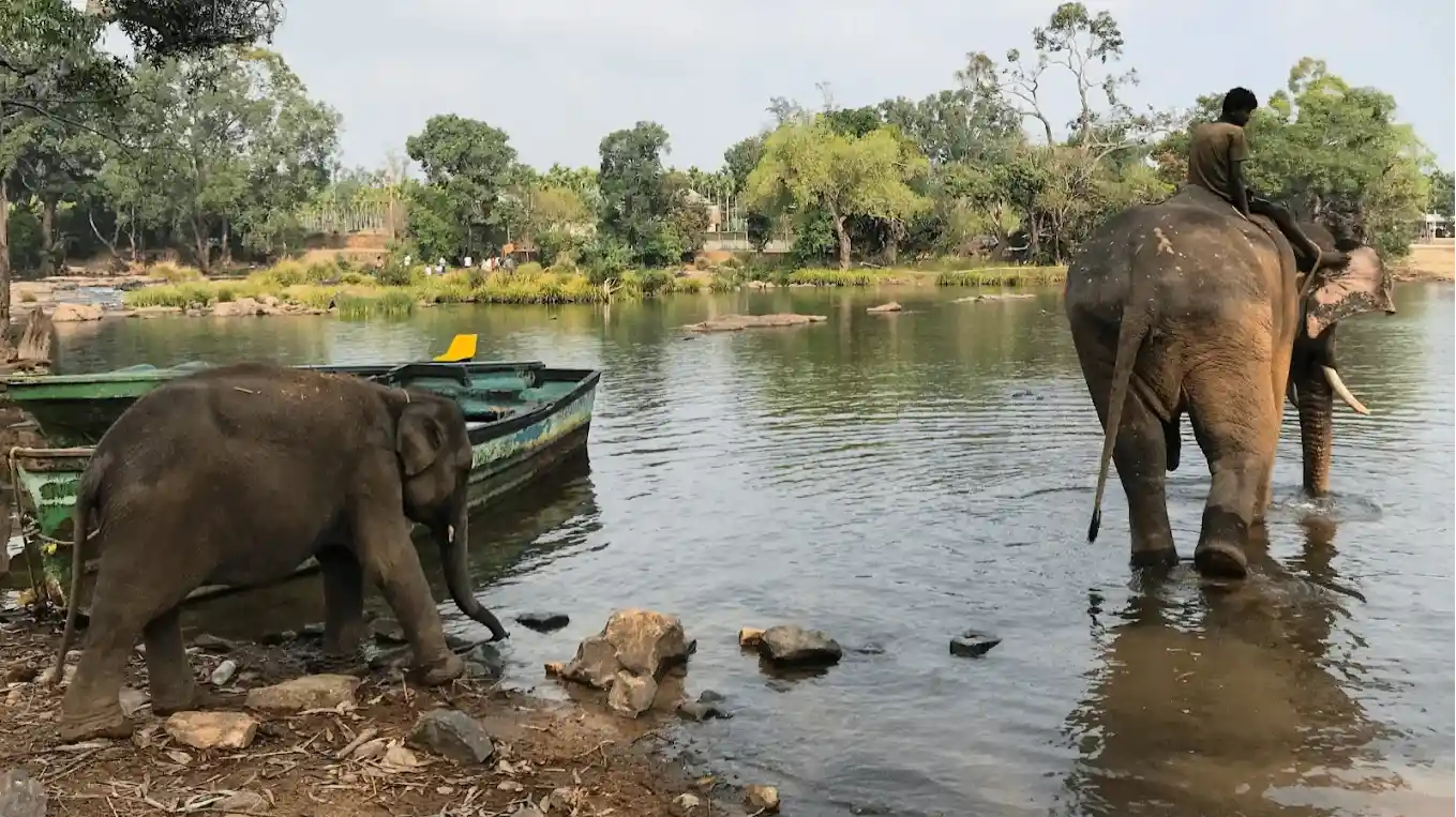 Dubare Elephant Camp